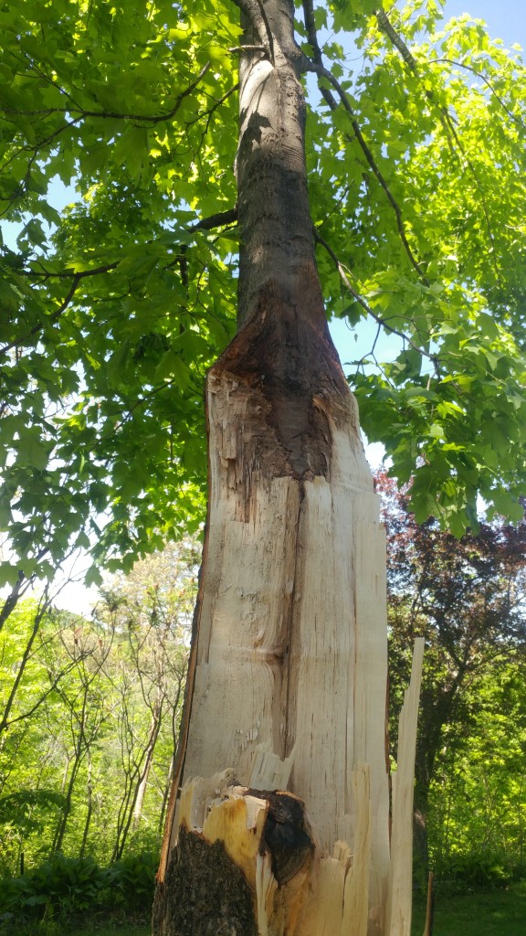 Wishbone tree split open.