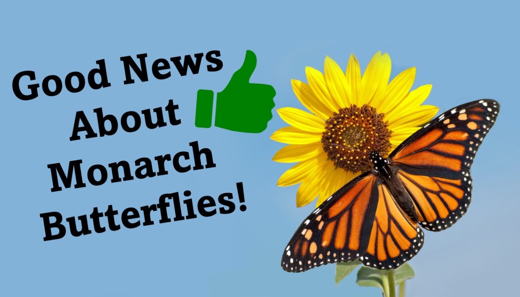 Monarch butterfly on yellow flower.