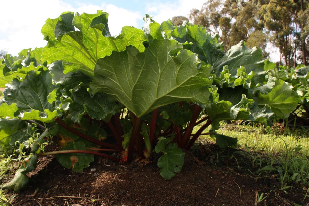 Big rhubarb leaves creating shade in a garden.