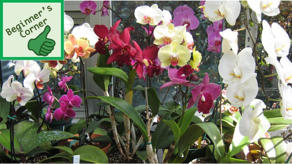 Variety of blooming orchids on a windowsill