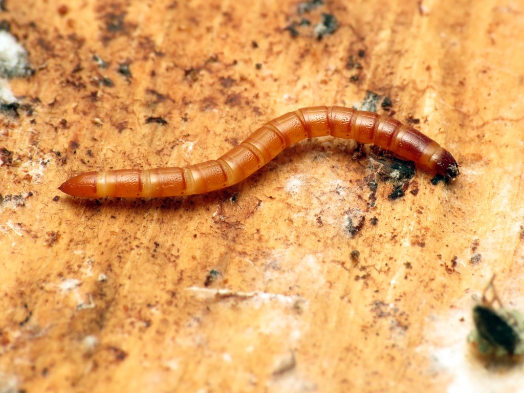 Wireworm.
