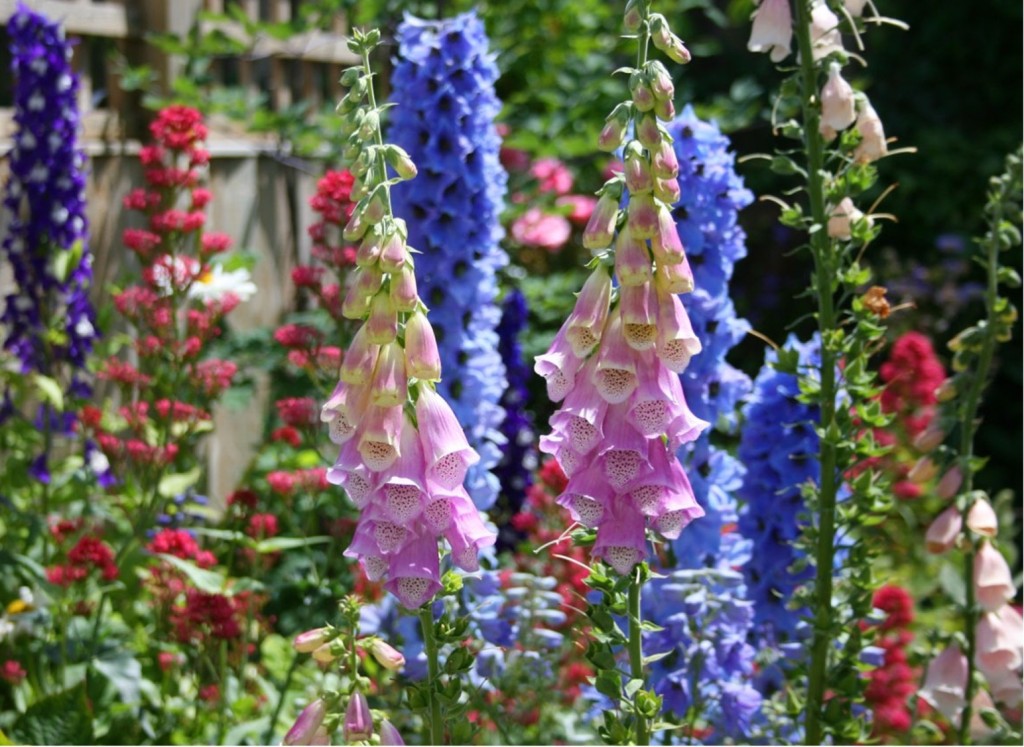 Foxgloves and delphiniums