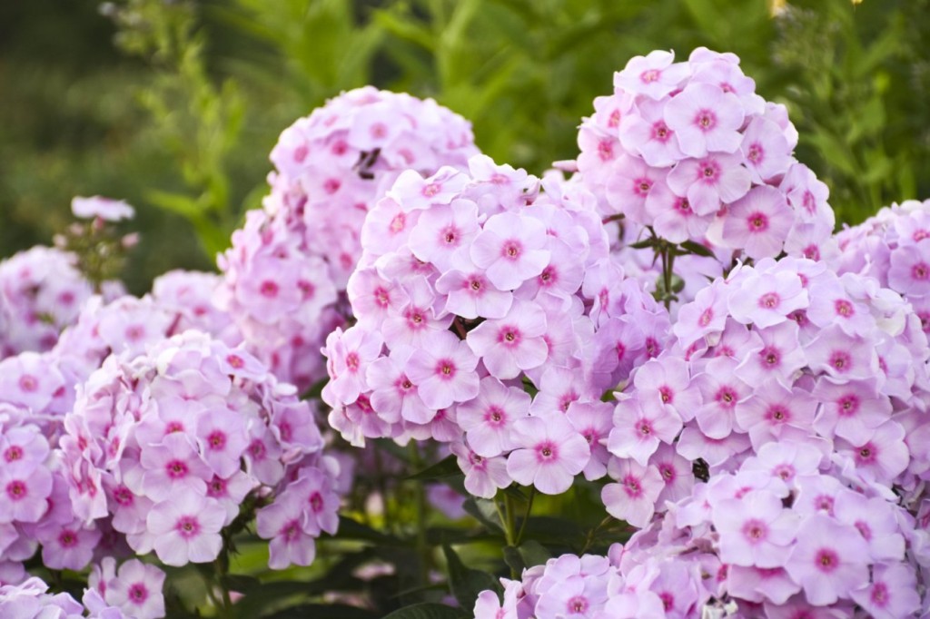 Phlox paniculata Luminary™ Opalescence