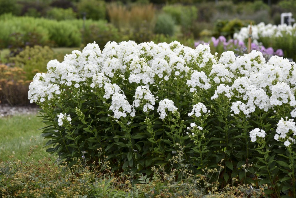 Phlox paniculata Luminary® ‘Backlight’.