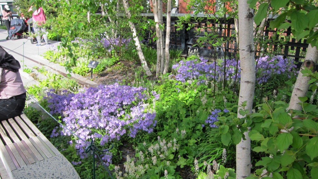 Woodland phlox on the High Line in the heart of New York City.