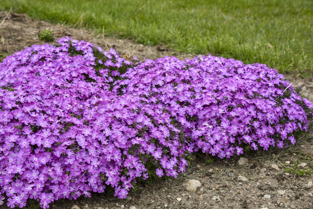 Creeping phlox