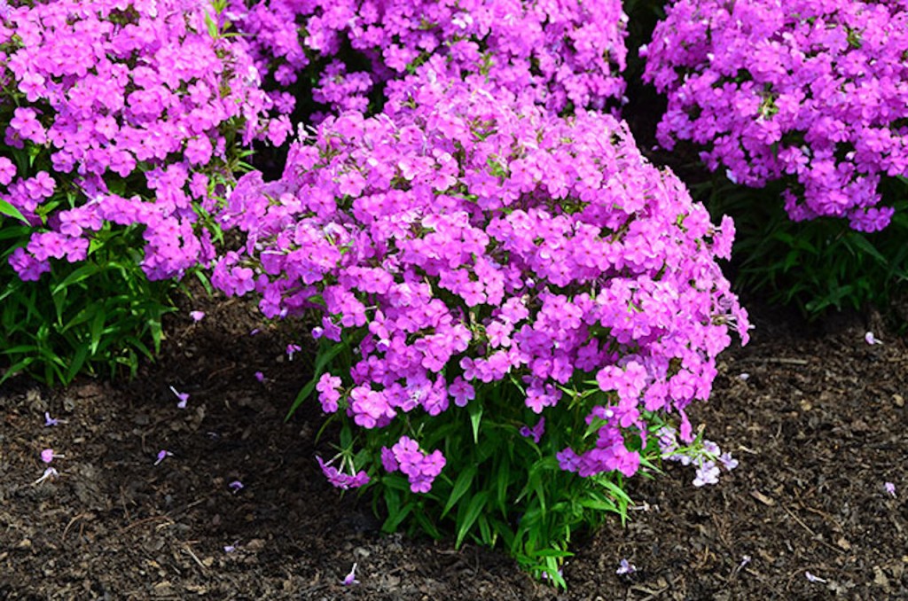 Smooth phlox ‘Forever Pink’ 