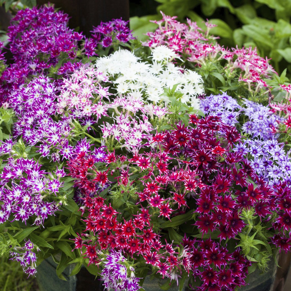 Drummond phlox (Phlox drummondii) Pop Stars Mix