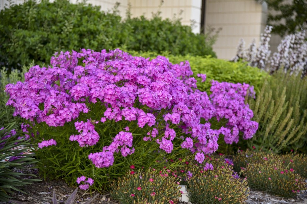 Phlox Opening Act UltraPink.