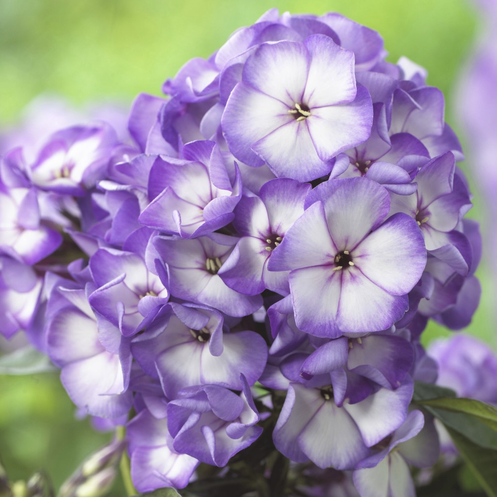 Phlox paniculata Sweet Summer Fantasy Purple Bicolor