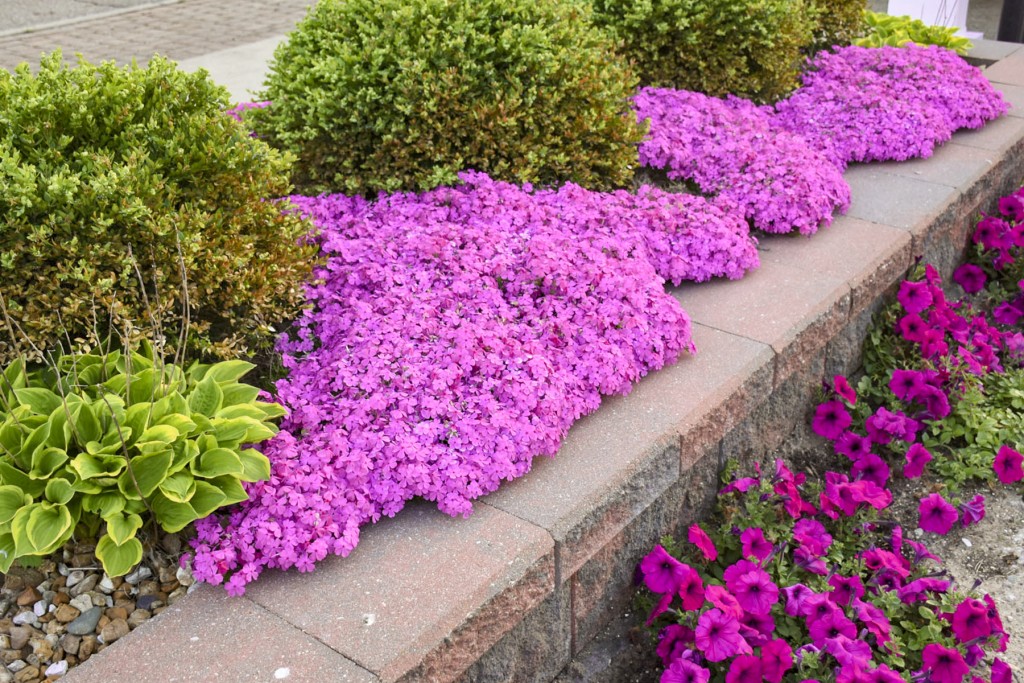 Phlox subulata ‘Drummond’s Pink’ on a low wall.