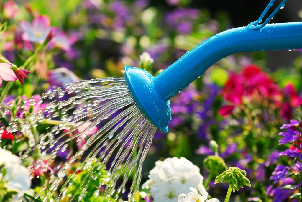 Watering from above with watering can.