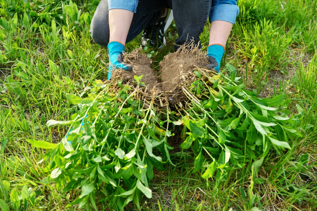 Woman dividing garden phlox.