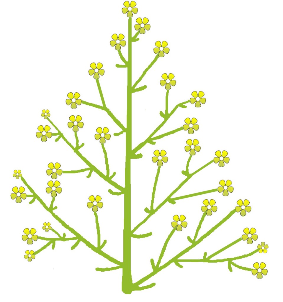 Illustration of a flower panicle.