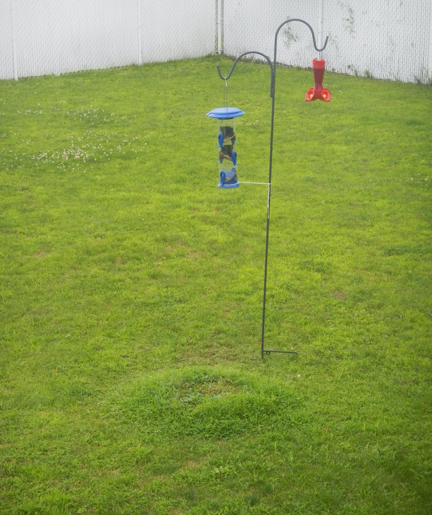 Green hump under a feeder.