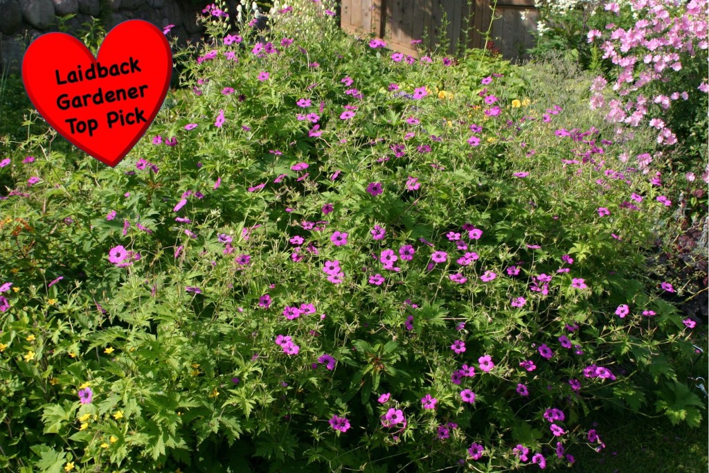 Armerian cranesbill in full flower.