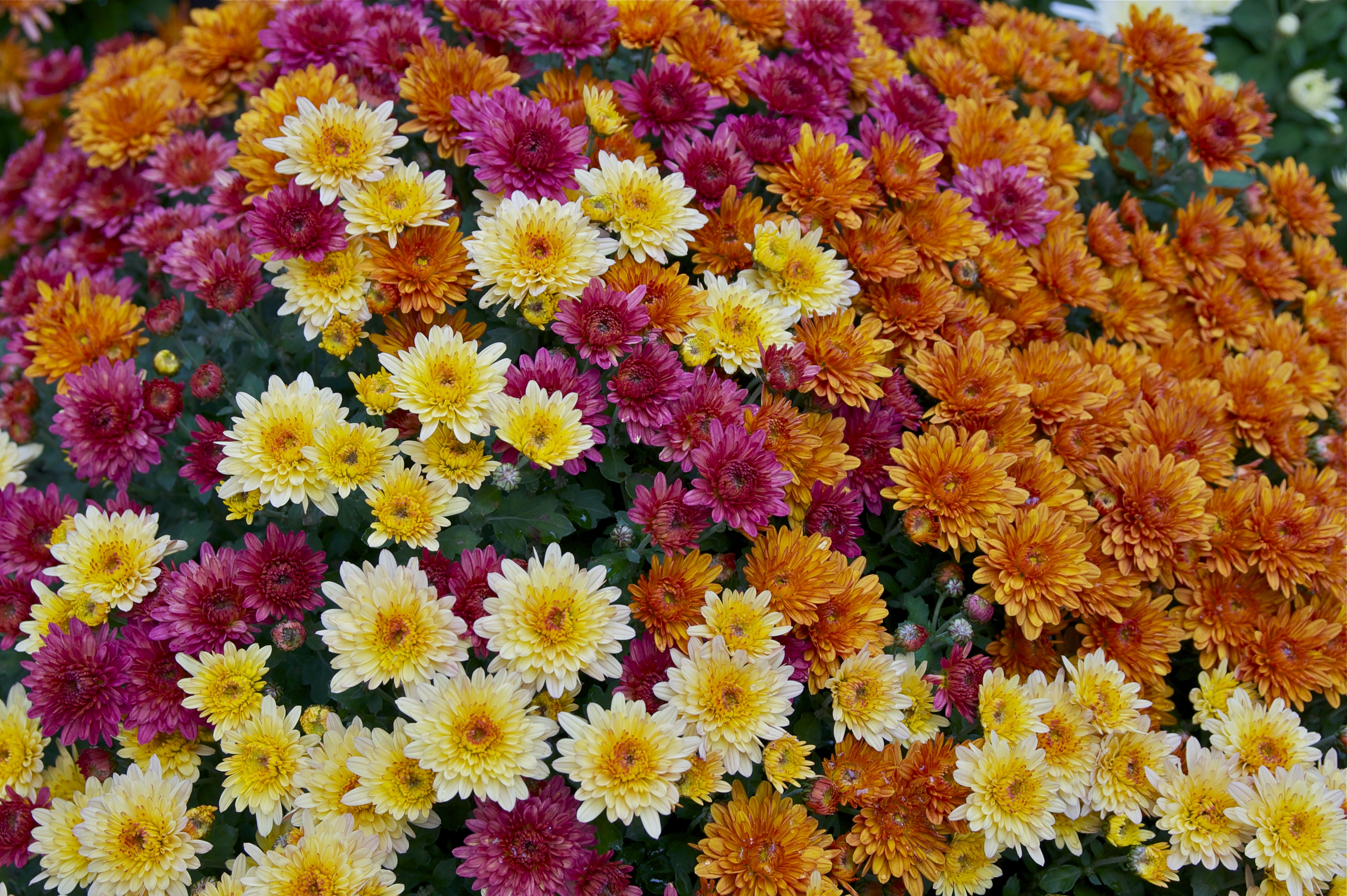 Well-pinched chrysanthemum