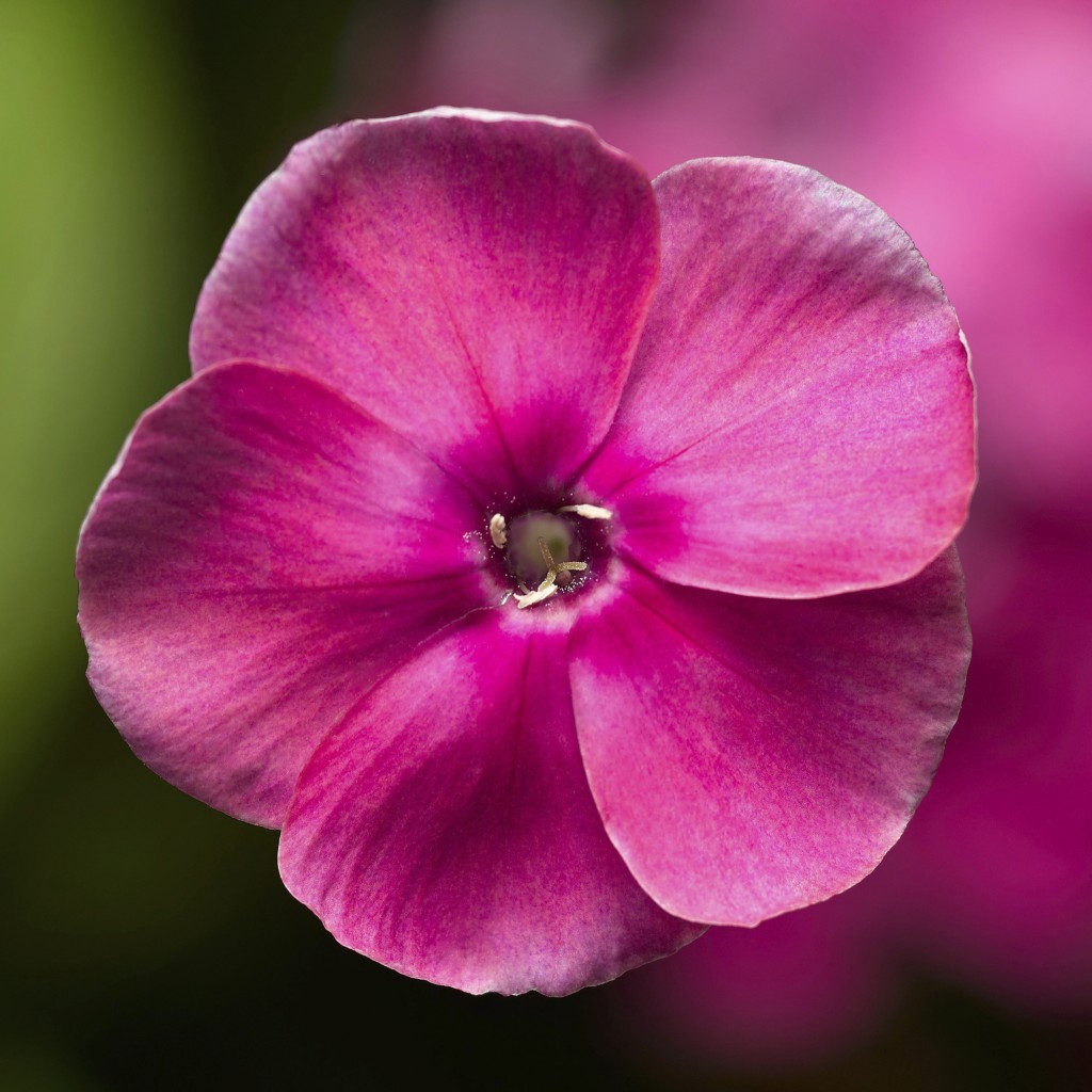 Closeup of flower of Phlox paniculata Sweet Summer® Compact Rose