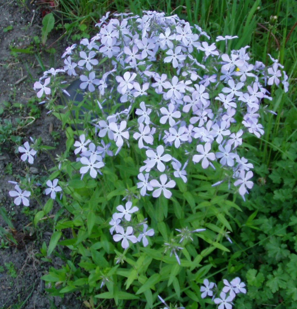 Woodland phlox