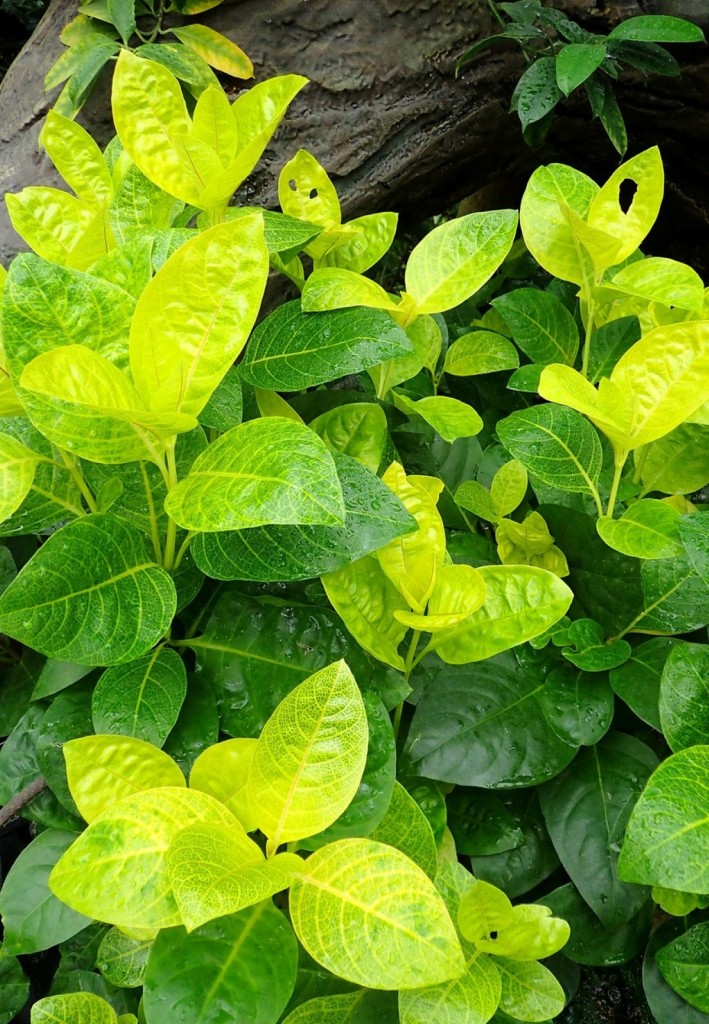 Pseuderanthemum carruthersii ‘Reticulatum’ with green leaves and yellow veins.