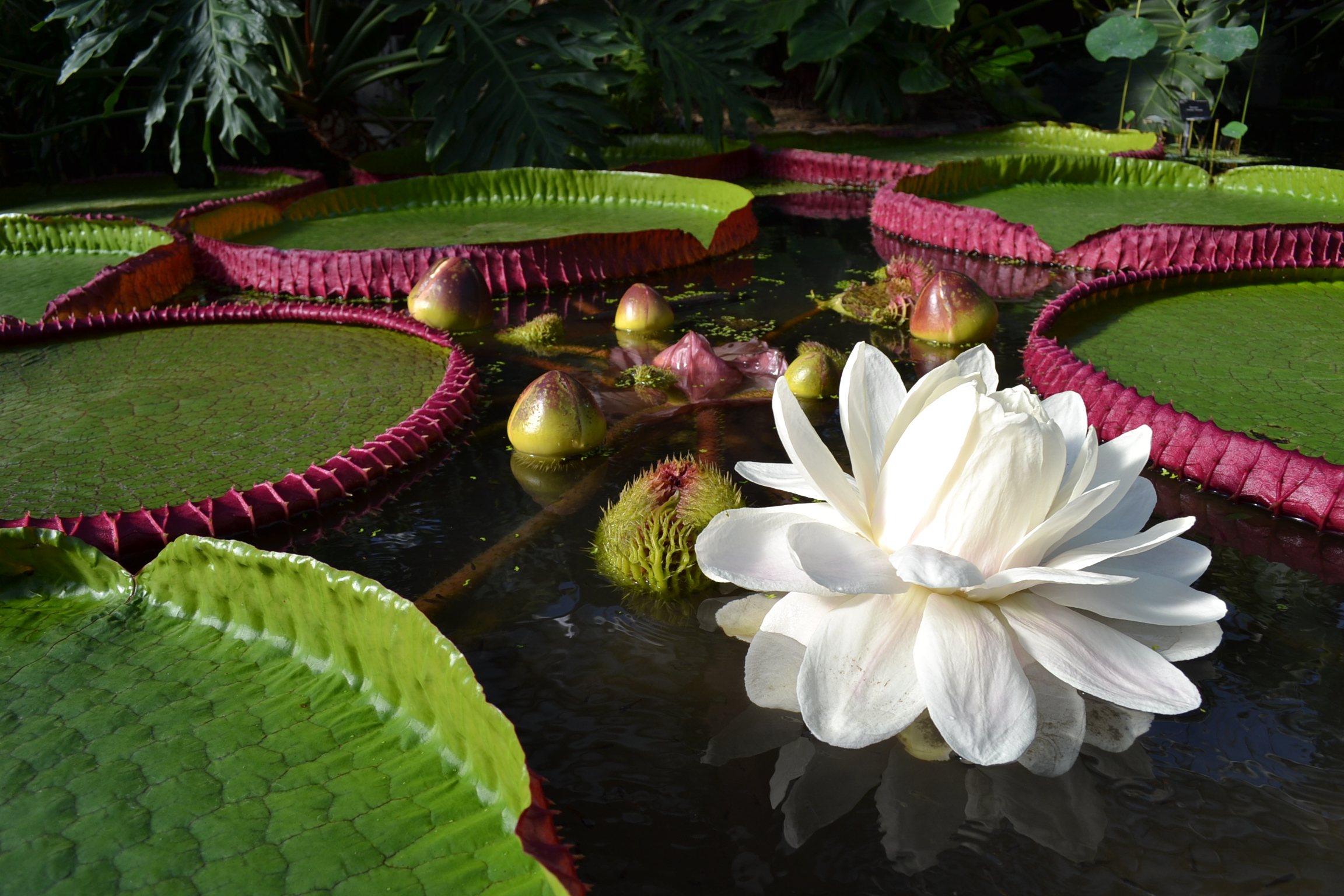 The Bolivian giant water lily (Victoria boliviana).