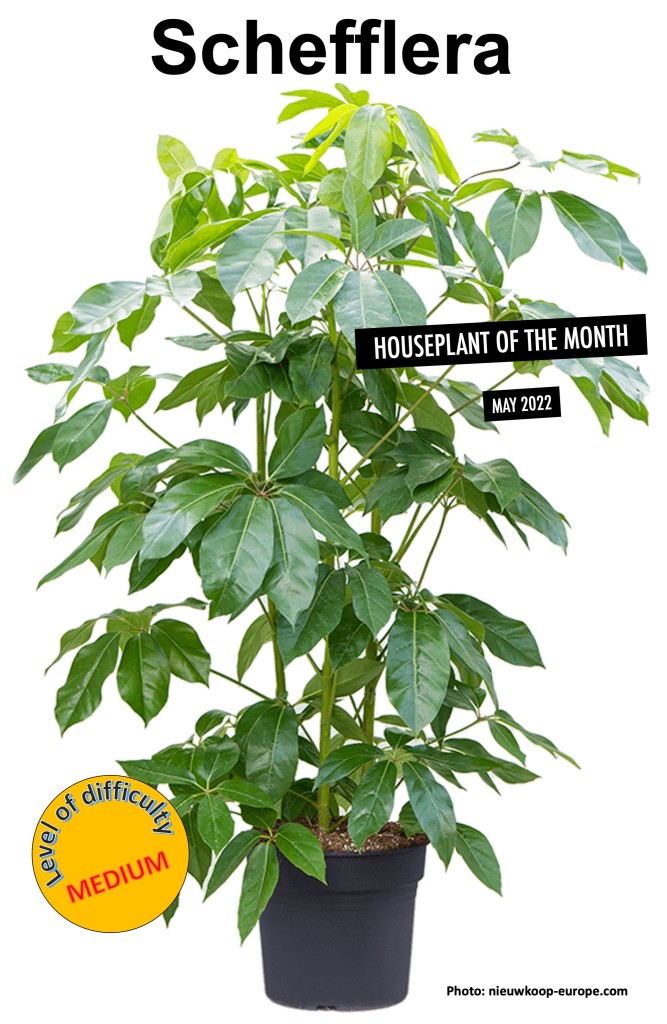 Schefflera