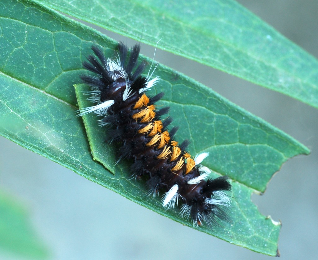 Milkweed tussock moth