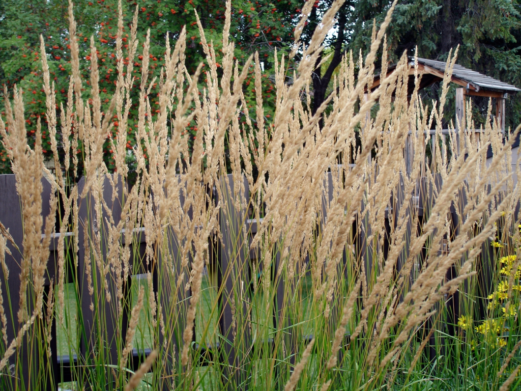 Flowers of reed grass