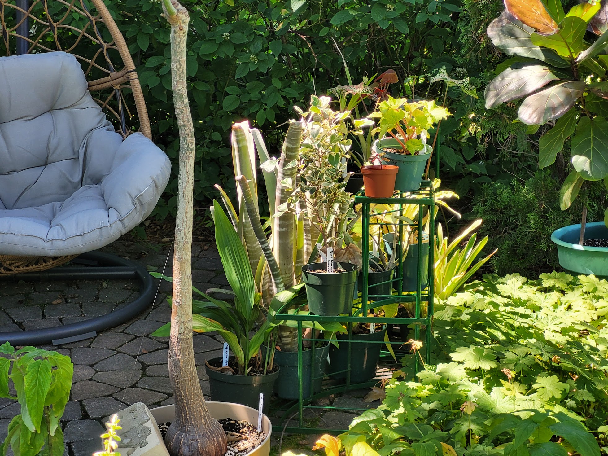 Houseplants spending the summer in a garden outdoors