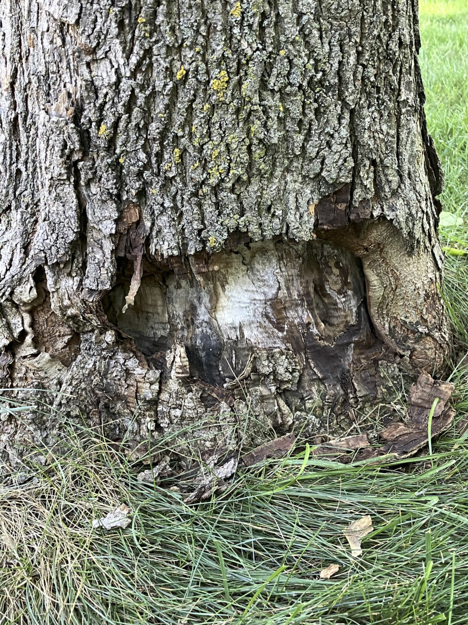 Wound to tree caused by power tool.