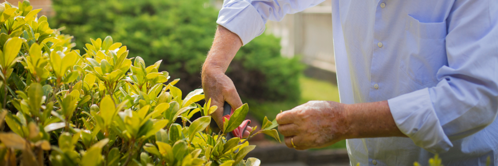 Senior pruning a shrub.