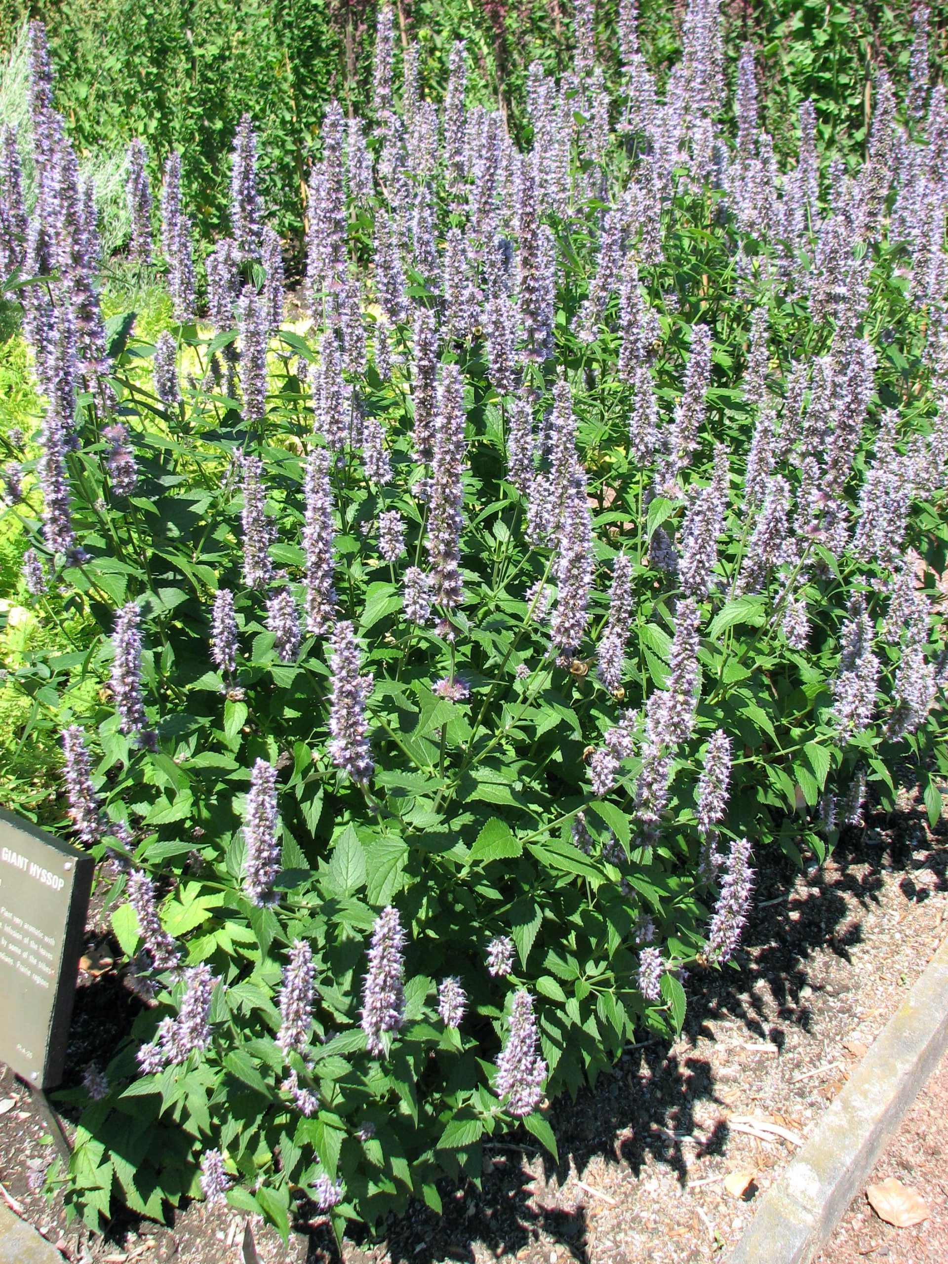 Anise-hyssop in bloom.