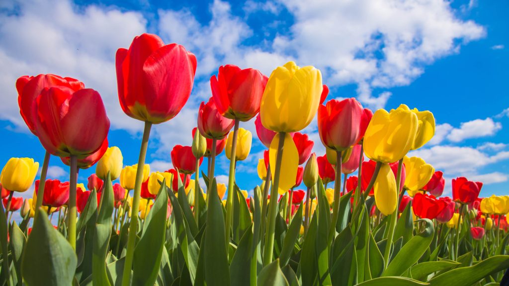 Darwin hybrid tulips with red and yellow flowers.