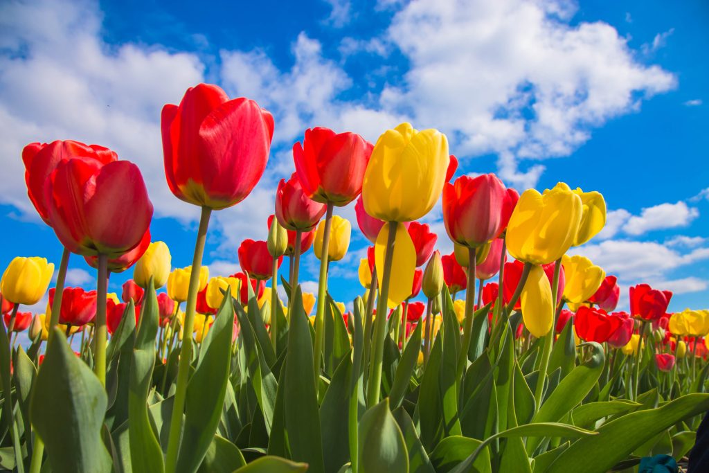 Darwin hybrid tulips with red and yellow flowers.