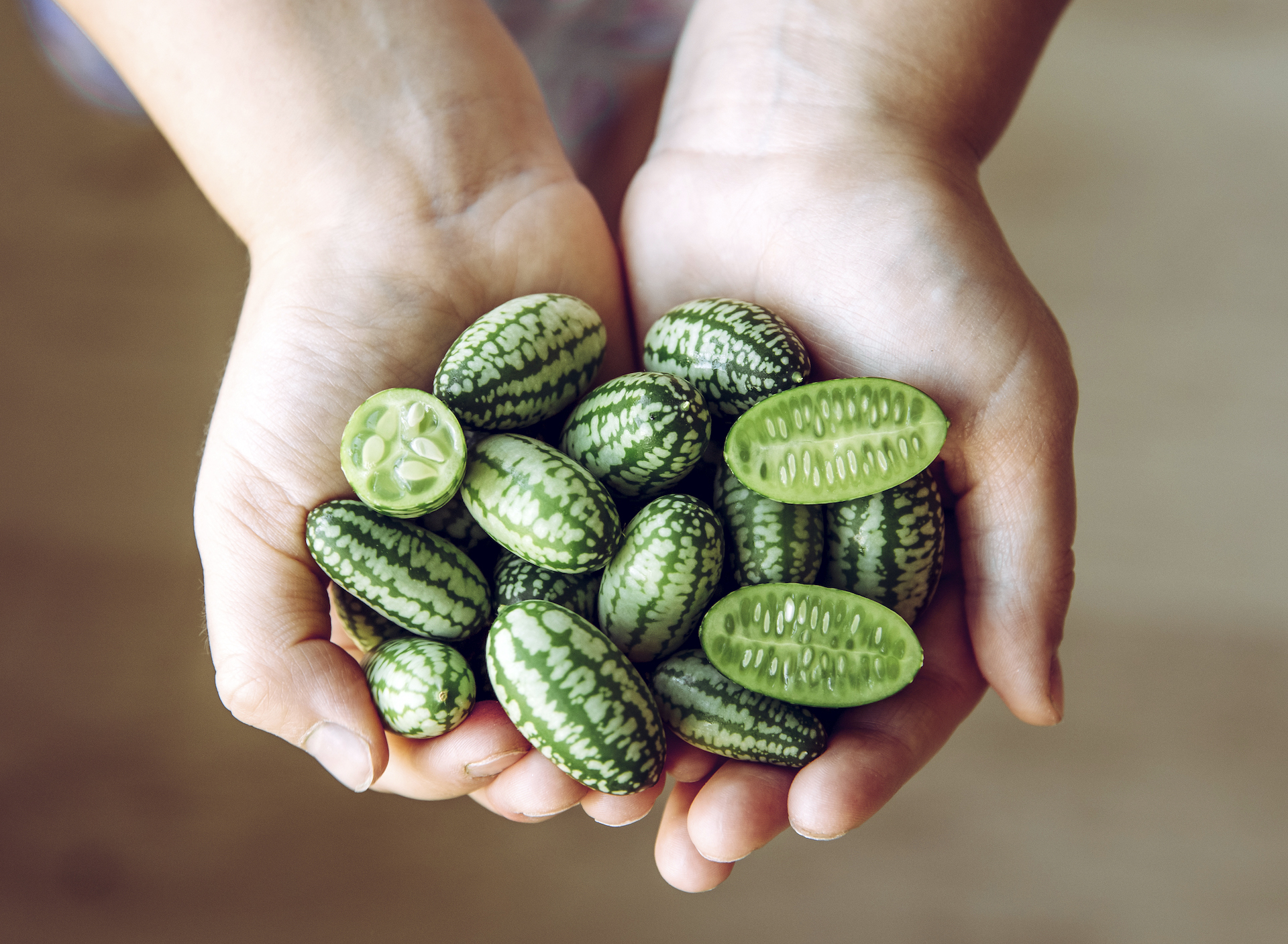 Hand holding cucamelon fruits.