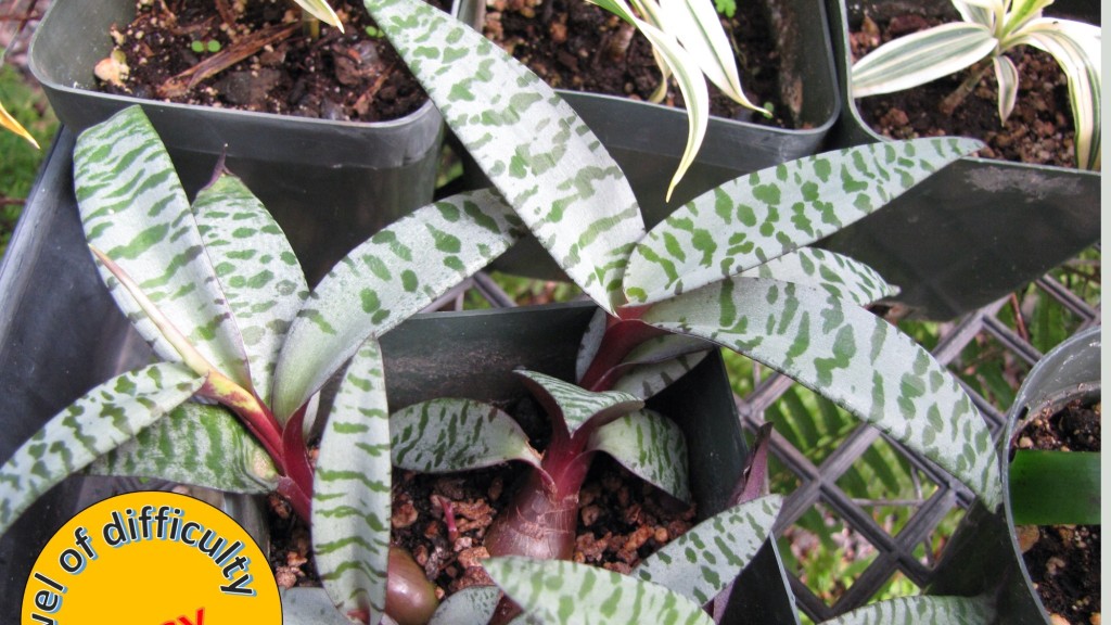 Ledebouria socialis with green spots on silver leaves and purplish bulb.