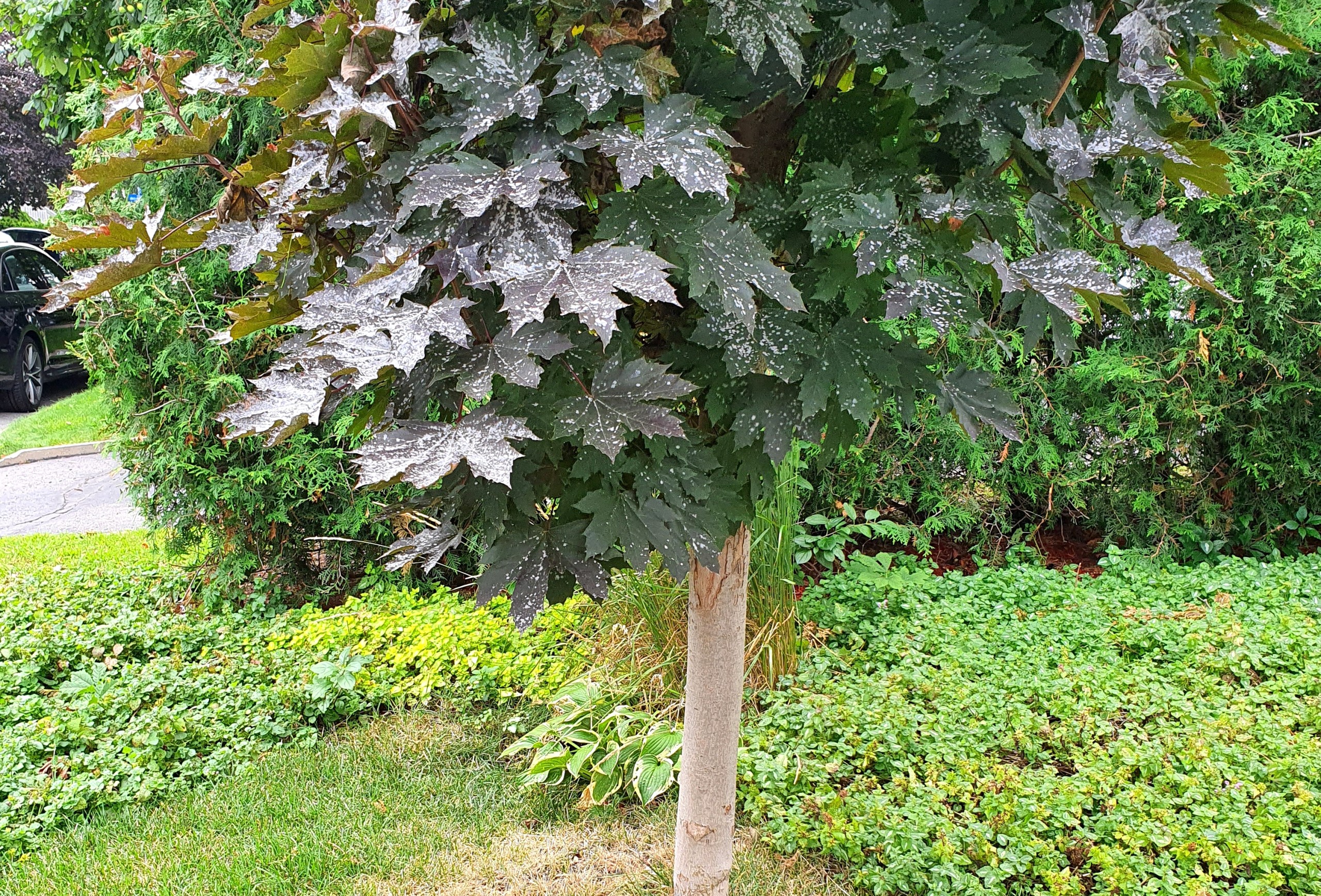 Red-leaved Norway maple with powdery mildew