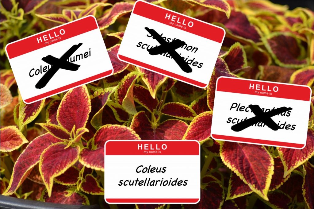 Red and yellow coleus