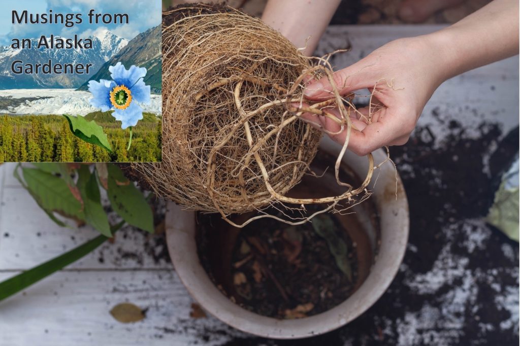 Houseplant that is underpotted and needs to be repotted.