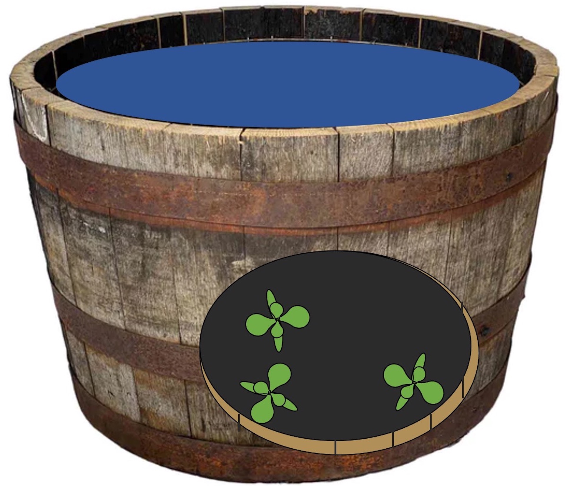Half whiskey-barrel water garden with window showing seedlings sprouting at the bottom.