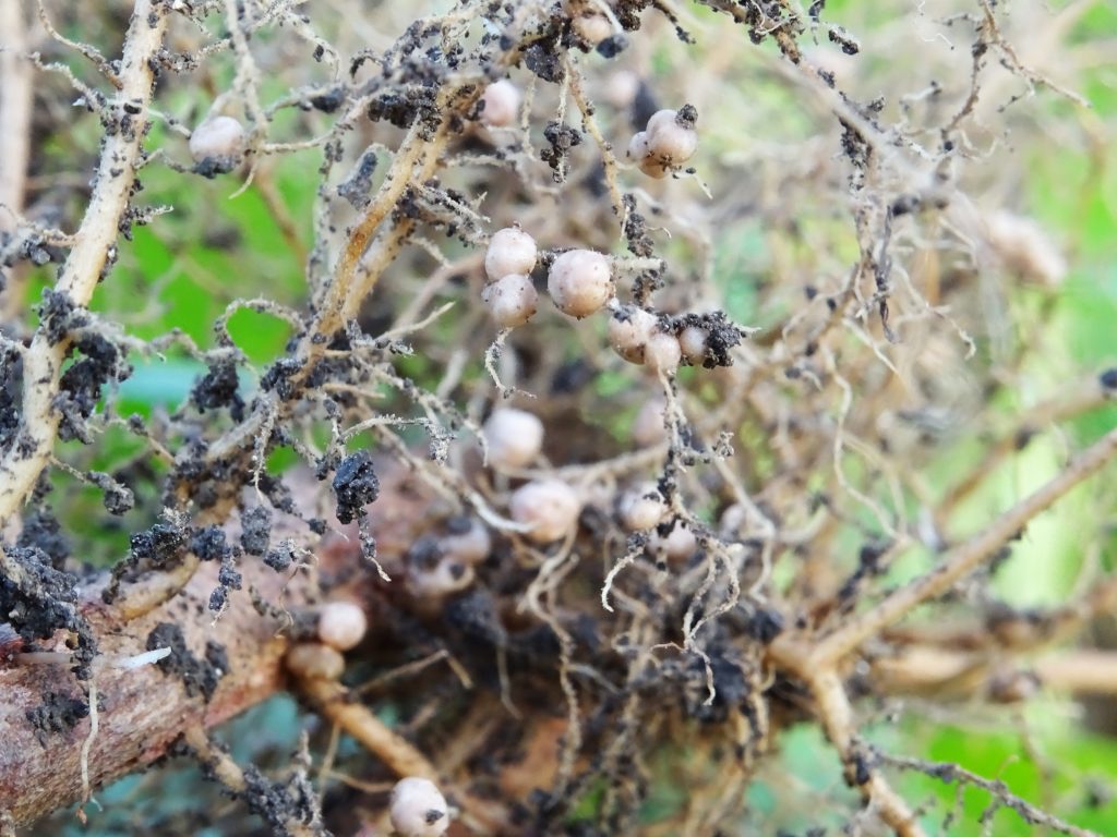 Nitrogen-rich nodules on the roots of a legume