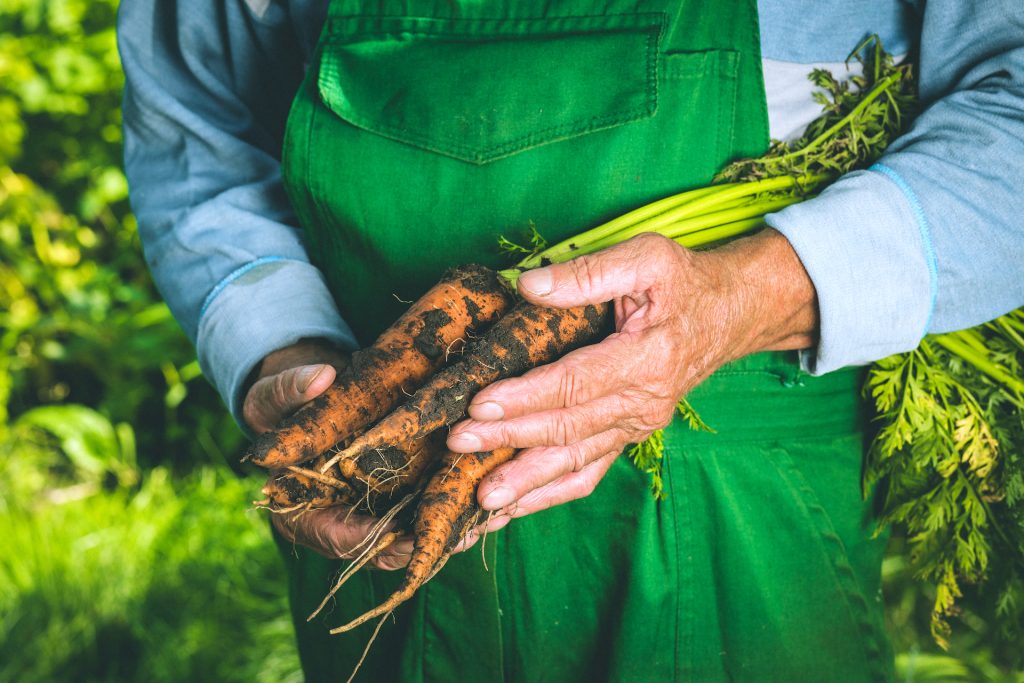 Freshly picked carrots in the hands of a man.