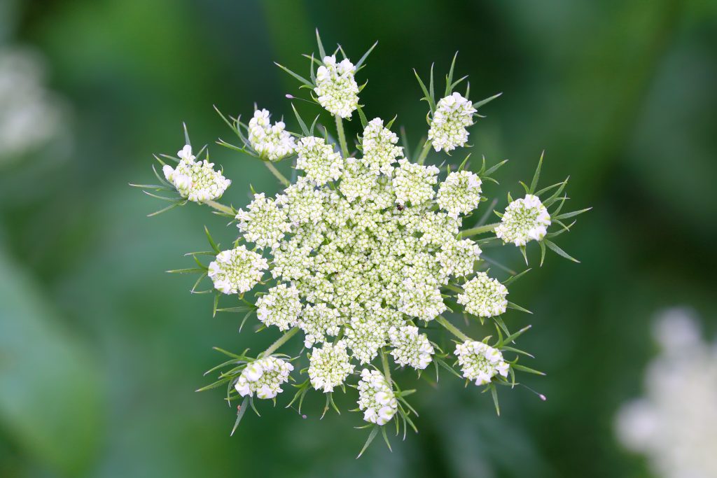 Carrot inflorescence with white flowers.