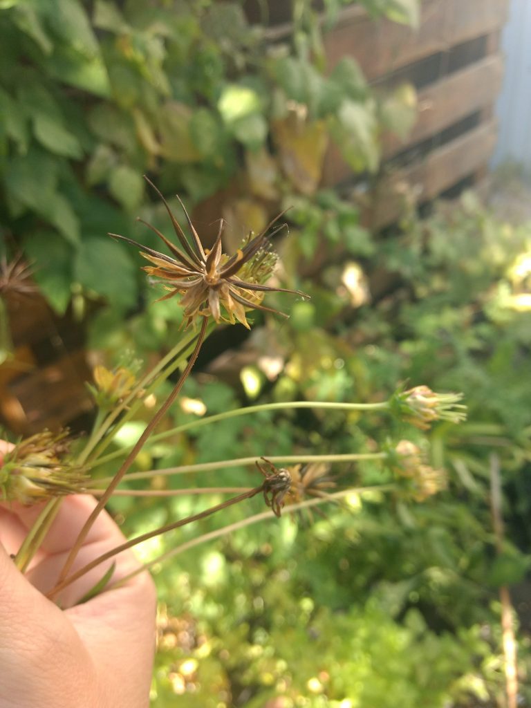 Collecting cosmos seeds