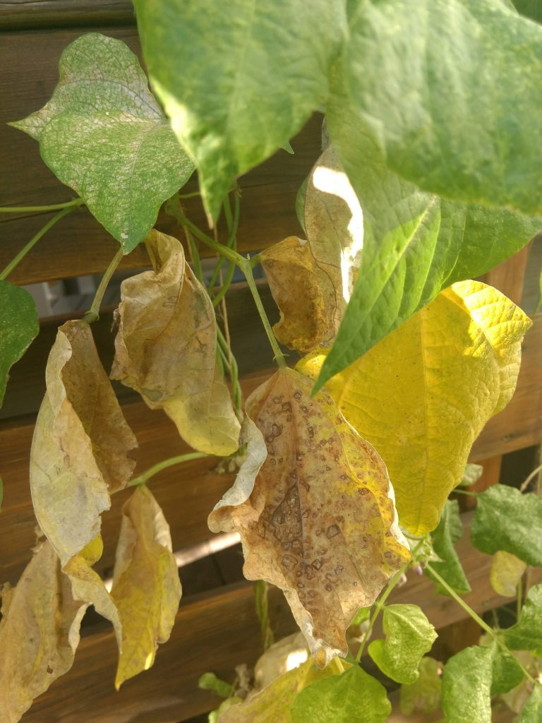 Yellowing bean leaves