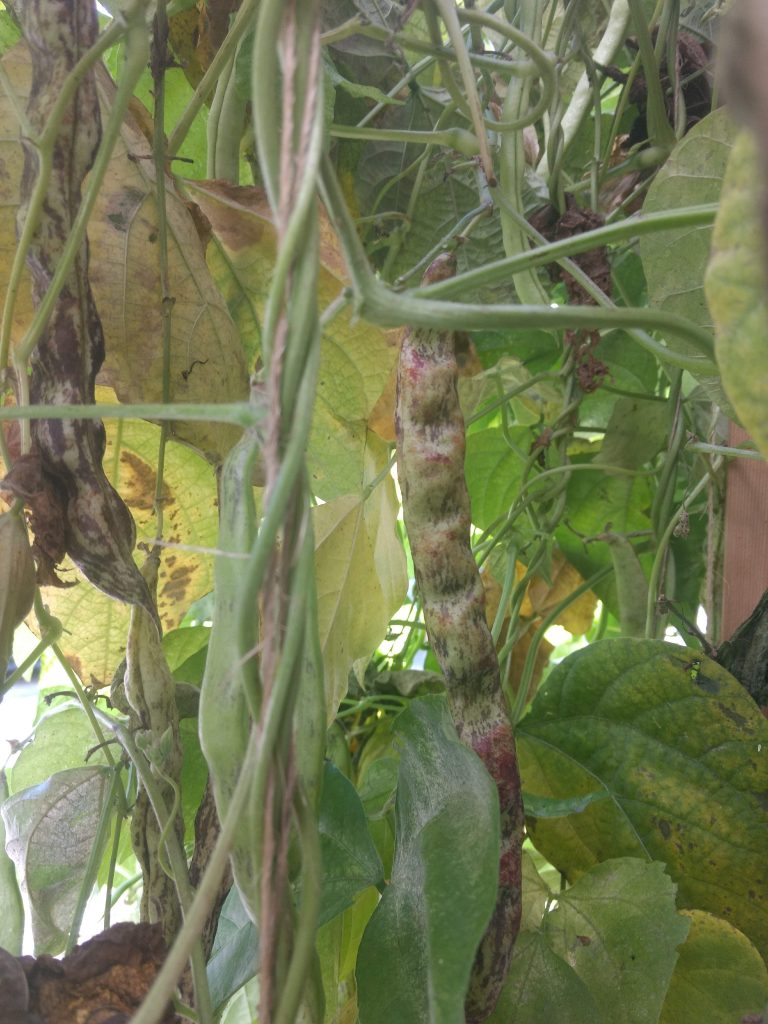 Beans drying on a plant