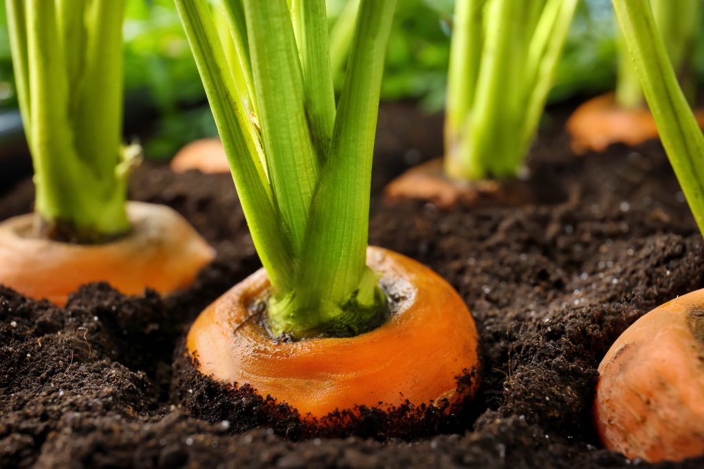 Carrots in the ground, with just the crown and tops visible.