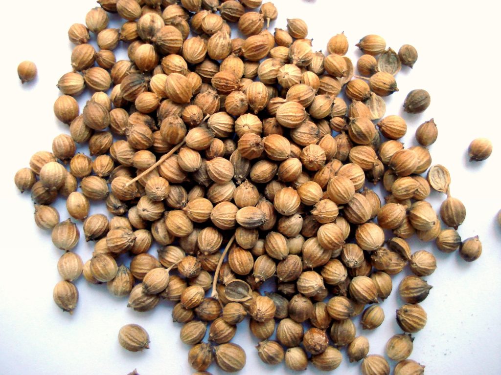 Dried coriander seeds