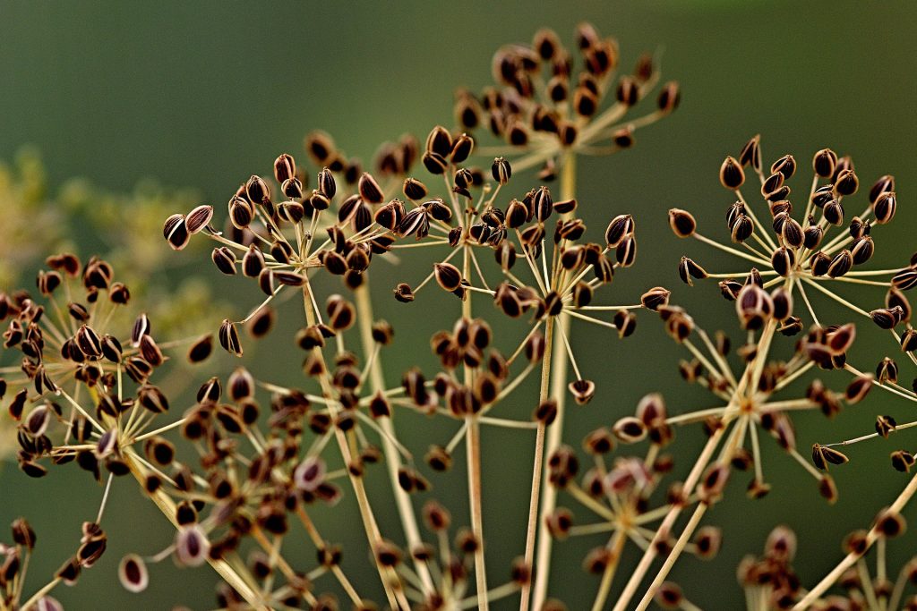 Dried dill seeds