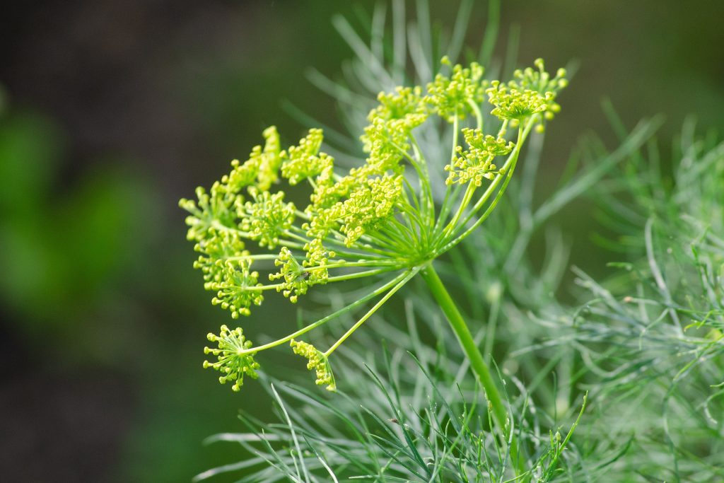 DIll flower